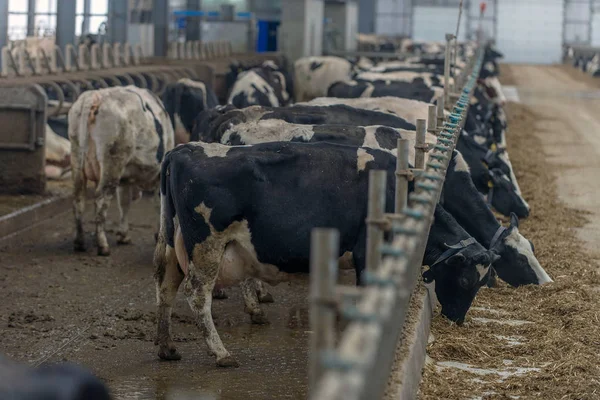 ineklerin süt doğurmak ekimi için modern cowshed