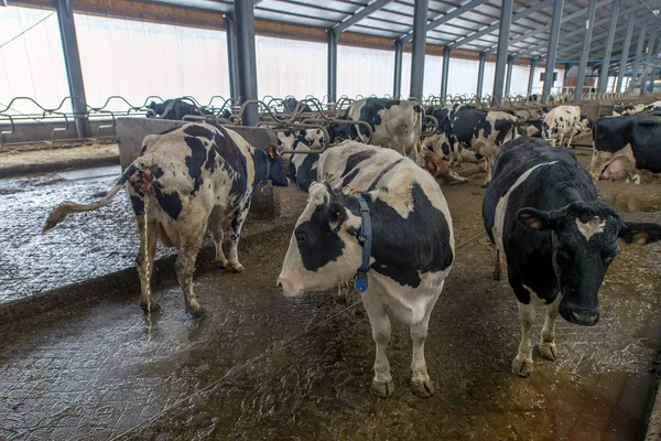 peeing ve inekler croaking ineklerin süt doğurmak ekimi için modern cowshed