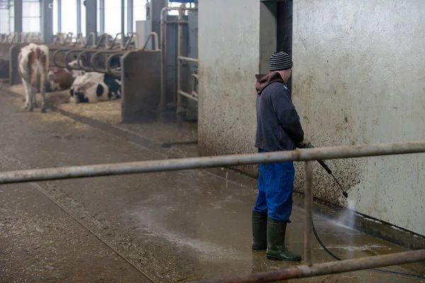 おもらしと牛の鳴き声の酪農場の品種の栽培のためのモダンな牛舎 — ストック写真