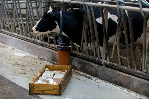 Vaqueiro Moderno Para Cultivo Raças Leiteiras Vacas — Fotografia de Stock