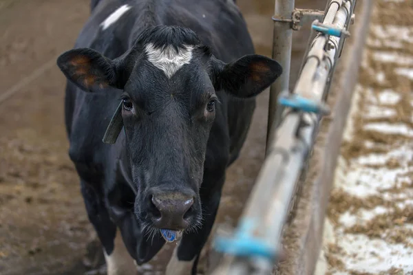 Vaqueiro Moderno Para Cultivo Raças Leiteiras Vacas — Fotografia de Stock