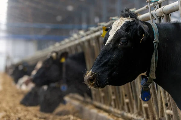 ineklerin süt doğurmak ekimi için modern cowshed