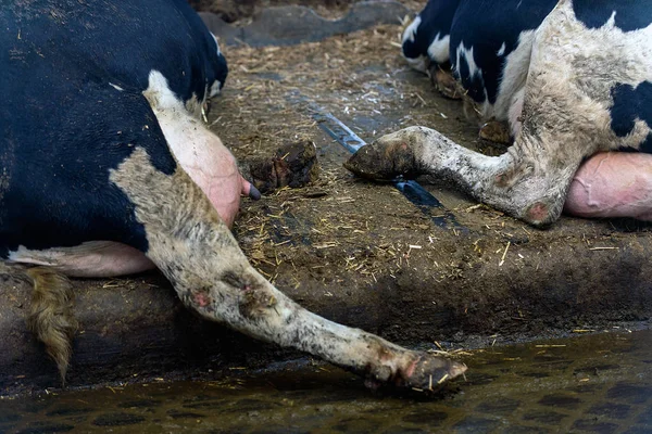 Moderner Kuhstall Für Die Zucht Von Milchkühen — Stockfoto