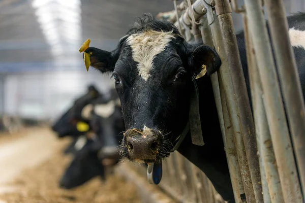 Vaqueiro Moderno Para Cultivo Raças Leiteiras Vacas — Fotografia de Stock