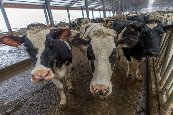 Vaqueiro Moderno Para Cultivo Raças Leiteiras Vacas — Fotografia de Stock