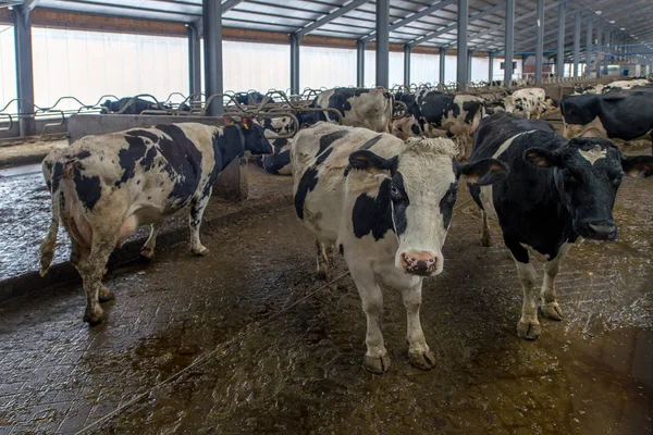 Moderner Kuhstall Für Die Zucht Von Milchkühen — Stockfoto