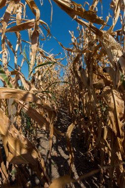 Sonbahar melez Mısır, sahada olgun koçanı hasat zamanı