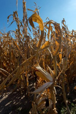 Sonbahar melez Mısır, sahada olgun koçanı hasat zamanı