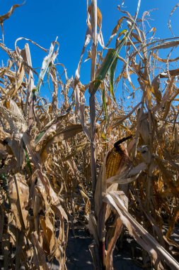 Sonbahar melez Mısır, sahada olgun koçanı hasat zamanı