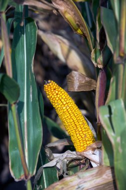 Sonbahar melez Mısır, sahada olgun koçanı hasat zamanı
