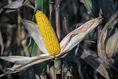 Sonbahar melez Mısır, sahada olgun koçanı hasat zamanı