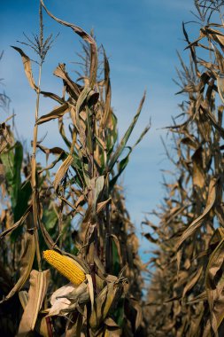 Sonbahar melez Mısır, sahada olgun koçanı hasat zamanı
