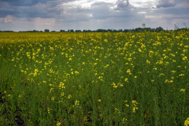 Kolza tohumu kanola çiçekli veya alanları kolza bahar yeşil enerji ve petrol endüstrisi için hangi tohumları kullanılır, Ukrayna büyüyen lideridir