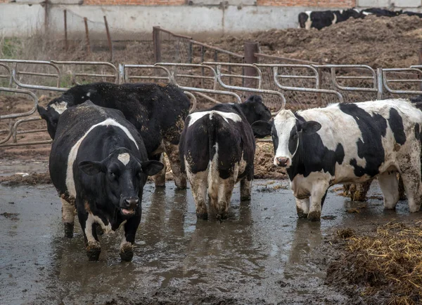farming, livestock farming in Ukraine