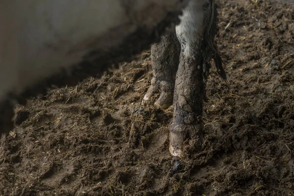 Landbouw Veeteelt Oekraïne — Stockfoto