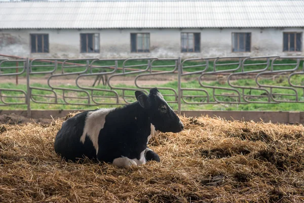 Zemědělství Chov Hospodářských Zvířat Ukrajině — Stock fotografie