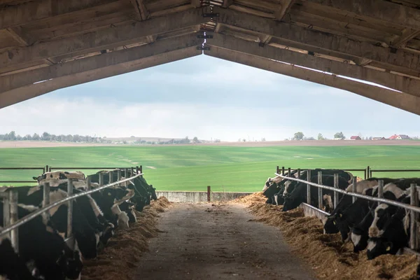 , Ukrayna'da Tarım Hayvancılık tarım