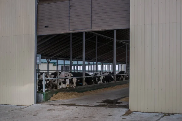 Agricultura Pecuária Ucrânia — Fotografia de Stock