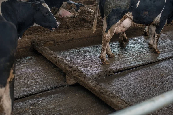 Landwirtschaft Viehzucht Der Ukraine — Stockfoto