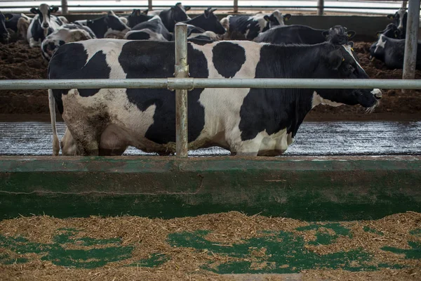 Landwirtschaft Viehzucht Der Ukraine — Stockfoto