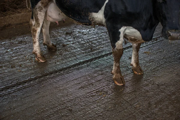 Farming Livestock Farming Ukraine — Stock Photo, Image