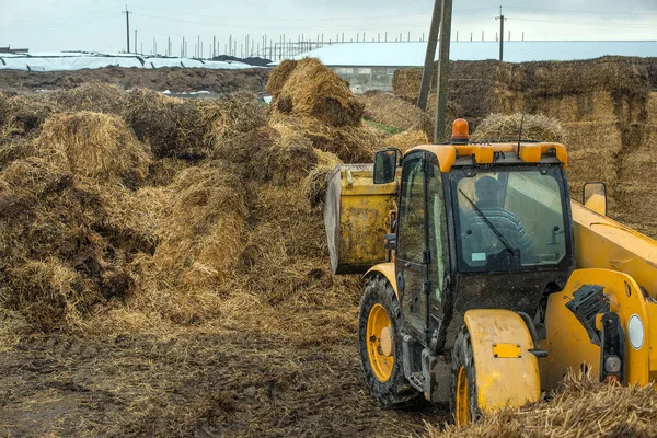Сельское Хозяйство Украине Уборка Урожая Хранение Силоса Корма Скота — стоковое фото