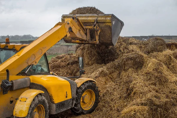 Farming Ukraine Harvesting Storage Silage Fodder Livestock — Stock Photo, Image