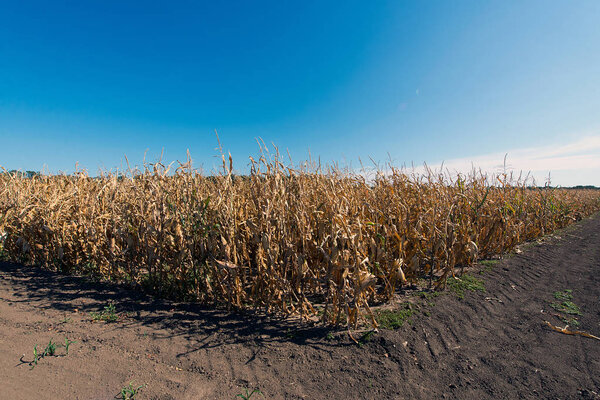 Осень - время сбора гибридов кукурузы, зрелых детёнышей на поле
