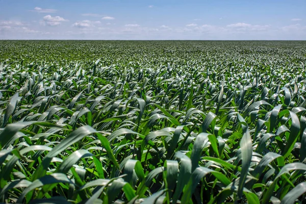 Junger Grüner Weizen Auf Den Ukrainischen Feldern Der Anführer Der — Stockfoto