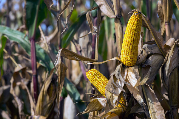 Осень - время сбора гибридов кукурузы, зрелых детёнышей на поле
