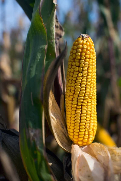 Autumn Time Harvest Hybrids Corn Mature Cobs Field — Stock Photo, Image