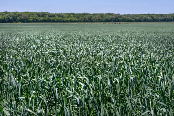 Young Green Wheat Ukrainian Fields Leader Production Culture — Stock Photo, Image