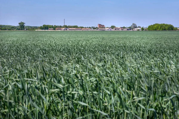 Mladé Zelené Pšenice Polích Ukrajinský Vůdce Produkce Této Kultury — Stock fotografie