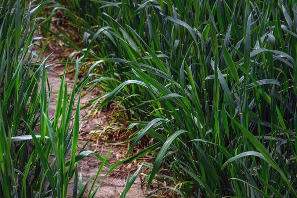 年轻的绿色小麦 在乌克兰的领域 这一文化的生产的领导者 — 图库照片