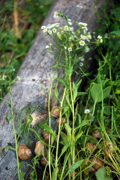 Escargots Raisin Dans Habitat Naturel Une Délicatesse Culinaire — Photo