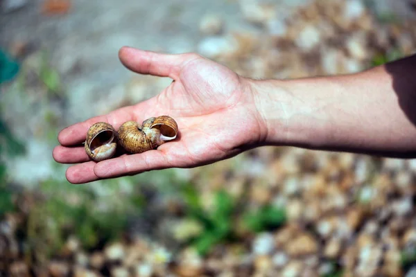 Escargot Raisin Main Dans Habitat Naturel Une Délicatesse Culinaire — Photo