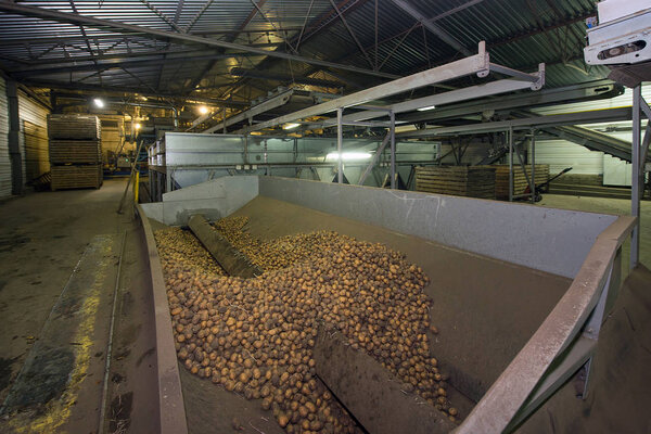 storage and sorting of potatoes, warehouses
