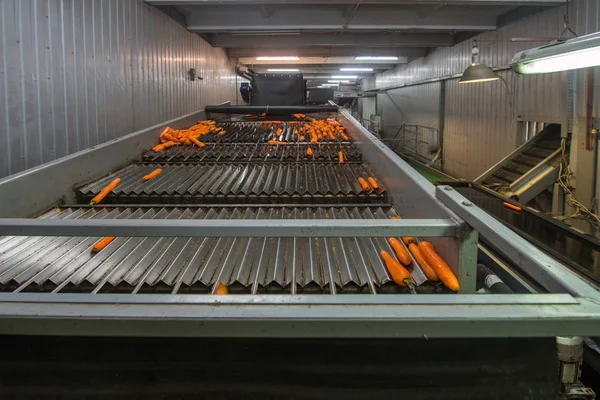 Lagerung Und Sortierung Von Karotten Lagerhallen — Stockfoto
