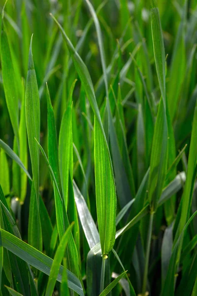 Young Green Wheat Ukrainian Fields Leader Production Culture — Stock Photo, Image