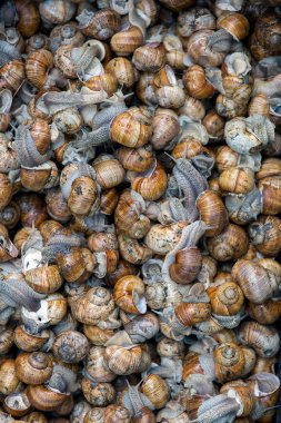 Bir doğal ortamlarında bir incelik üzüm salyangoz