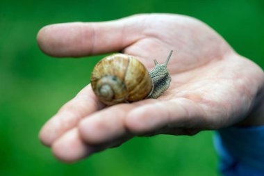 Elinde bir doğal yaşam alanı, bir incelik üzüm salyangoz