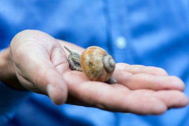 Elinde bir doğal yaşam alanı, bir incelik üzüm salyangoz
