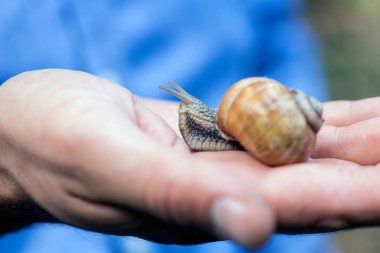 Elinde bir doğal yaşam alanı, bir incelik üzüm salyangoz