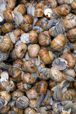 Bir doğal ortamlarında bir incelik üzüm salyangoz