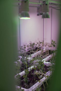 Laboratuvar araştırma tesisleri, kuluçka bir çiftlikte