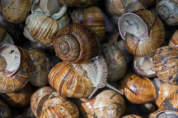 Ślimaki Winogron Naturalnym Środowisku Kulinarne Przysmak — Zdjęcie stockowe