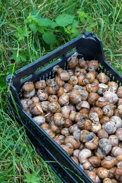 料理の繊細さ 自然な生息地でのブドウのカタツムリ — ストック写真