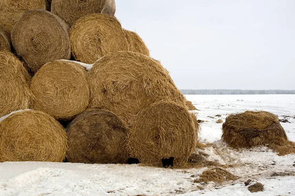 Pilha Feno Empilhado Nas Pirâmides Campo Inverno Ucrânia — Fotografia de Stock