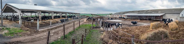 乌克兰的农业 畜牧业 — 图库照片