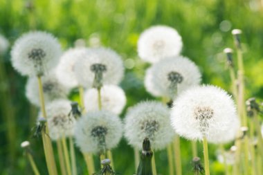 Kabarık karahindiba çiçekler güneş tarafından yeşil arka plan üzerinde yaktı.